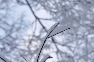 kar Close-Up ağaçlarının dalları kışın, seçici odak kaplı.