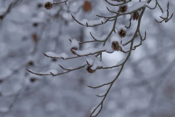 Close Van Het Met Sneeuw Bedekt Takken Van Bomen Winter — Stockfoto