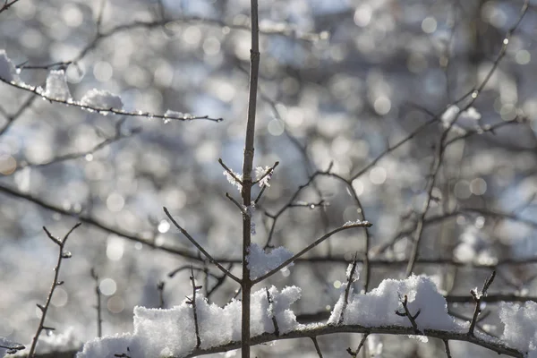 Close Van Het Met Sneeuw Bedekt Takken Van Bomen Winter — Stockfoto
