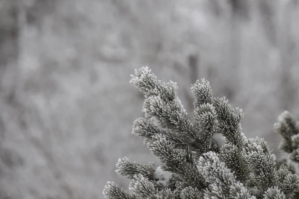 Hoarfrost Bekleding Pine Twijgen Winter Selectieve Focus — Stockfoto