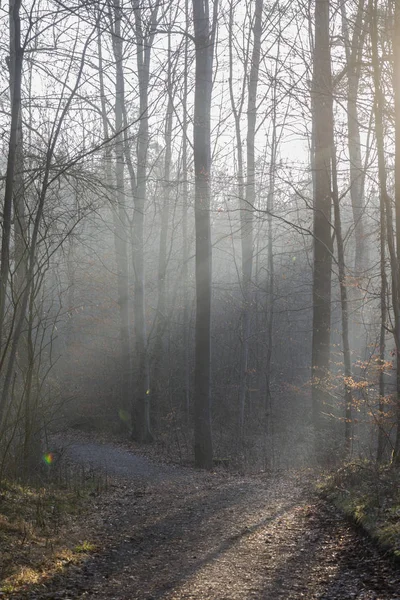 Brouillard Levant Matin Ensoleillé Hiver Sur Route Forestière — Photo