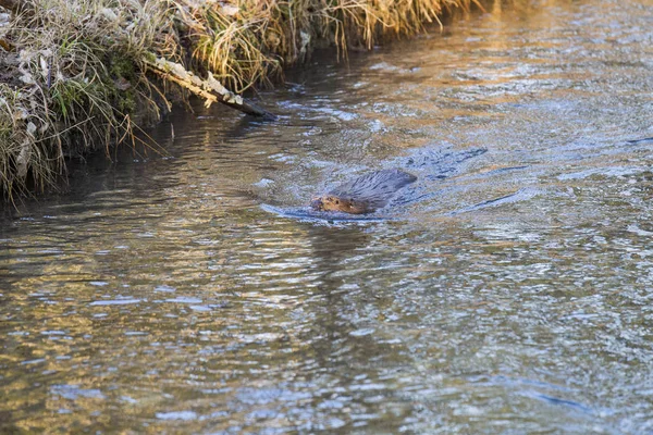 Castor Europeo Nadando Río Enfoque Selectivo —  Fotos de Stock