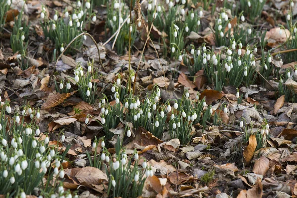 Snowdrops Growing Foliage Forest — Stock Photo, Image