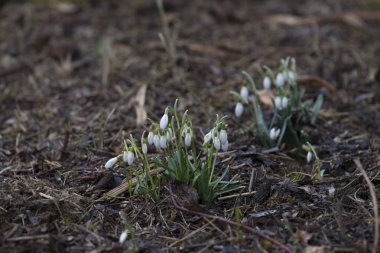 Ormandaki yeşillik arasında büyüyen kardelen