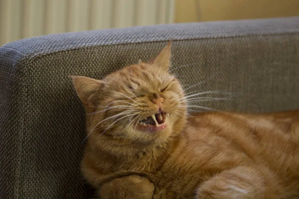 Sleeping Redhead British Shorthair Cat Lying Pillow Sleeping — Stock Photo, Image