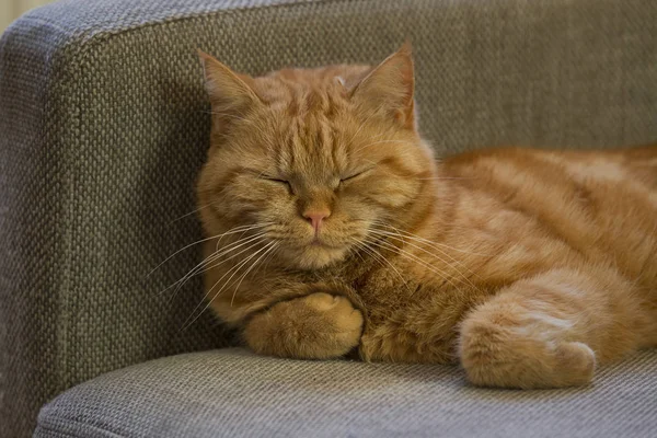 Spící Zrzka Britská Krátkosrstá Kočka Ležela Polštáři — Stock fotografie