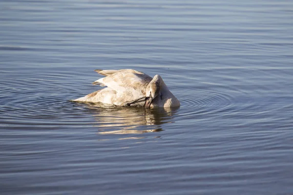 Swan Swimming Shore Lake Selective Focus — Stock Photo, Image