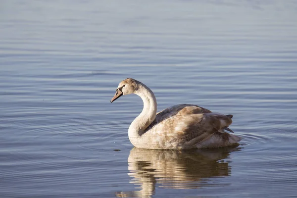 Cisne Nadando Orilla Del Lago Enfoque Selectivo — Foto de Stock
