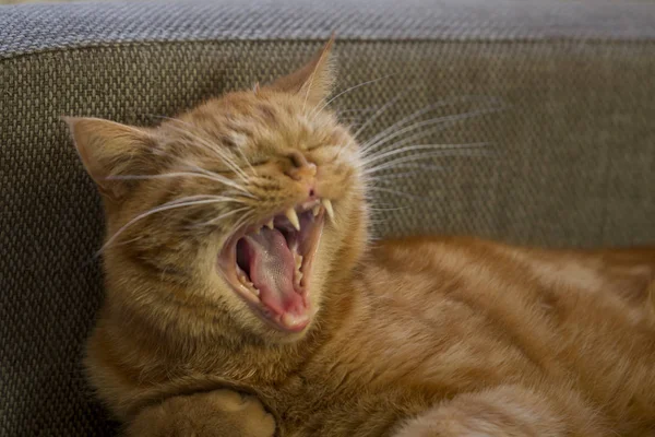 Spící Zrzka Britská Krátkosrstá Kočka Leží Polštáři Zívá — Stock fotografie