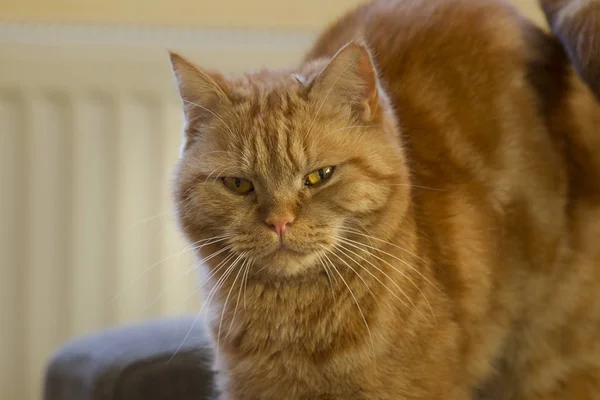 Redhead British Shorthair Cat Selective Focus — Stock Photo, Image