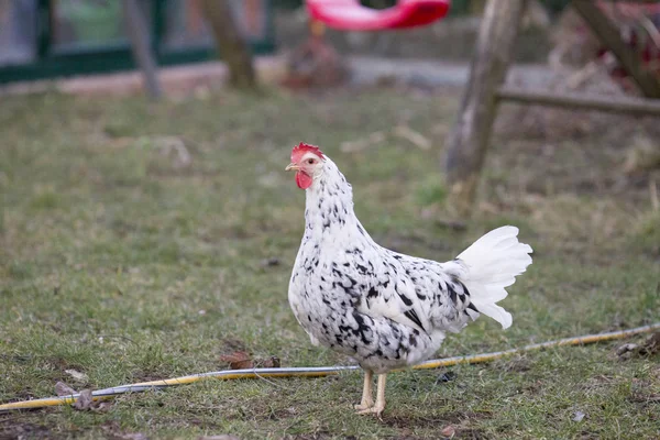 Κοτόπουλο Orpington Τρέξιμο Και Pawing Σπίτι Κήπο — Φωτογραφία Αρχείου