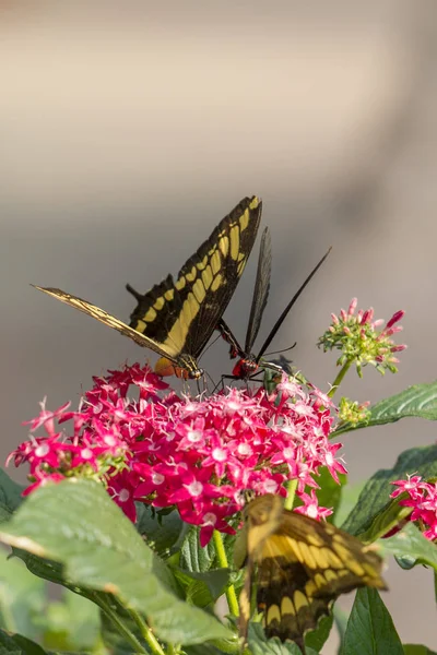 Південний Swallowtail Кормових Рослин Відкритим Крилами Вибіркове Фокус — стокове фото
