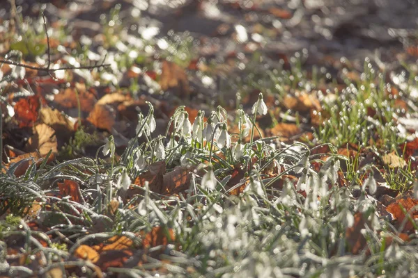 Las Nevadas Crecen Entre Follaje Bosque Enfoque Selectivo — Foto de Stock