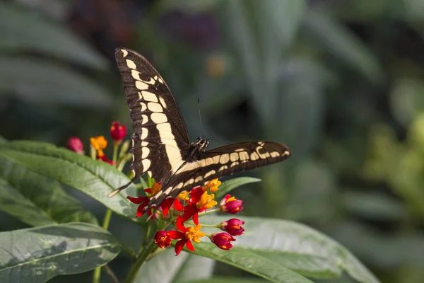 Νότια Swallowtail Κτηνοτροφική Μονάδα Ανοιχτά Φτερά Επιλεκτική Εστίαση — Φωτογραφία Αρχείου