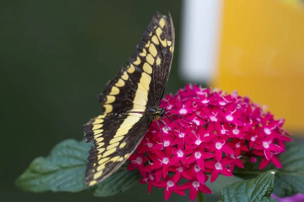 Південний Swallowtail Кормових Рослин Відкритим Крилами Вибіркове Фокус — стокове фото
