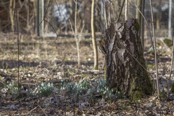 Orman, seçici odak yaprakları arasında büyüyen kardelen