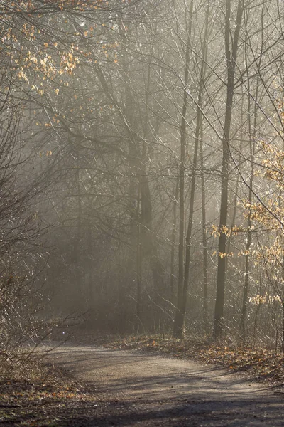 Brouillard Levant Matin Ensoleillé Hiver Ruisseau Sur Route Forestière — Photo