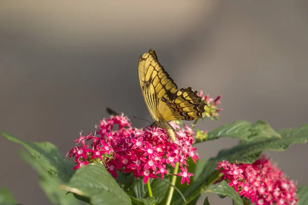 Південний Swallowtail Кормових Рослин Відкритим Крилами Вибіркове Фокус — стокове фото