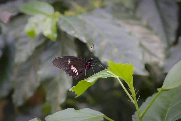 Papillon Sur Plante Mise Point Sélective — Photo
