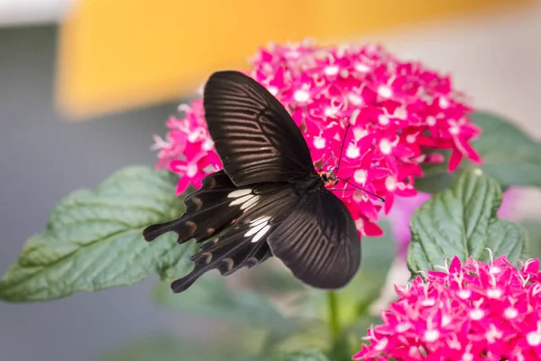 Pequeña Mariposa Mormona Planta Forrajera Enfoque Selectivo —  Fotos de Stock