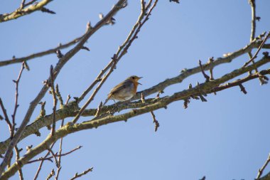 Şube, seçici odak Robin