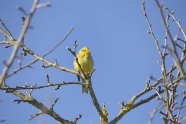 Yellowhammer orman, seçici odak içinde ağaç dalı