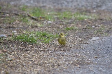 Kuş yemi, seçici odak yeme zemin üzerinde altın Chambers