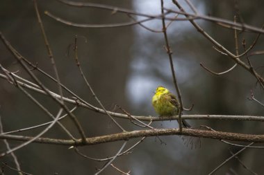 Yellowhammer orman, seçici odak içinde ağaç dalı