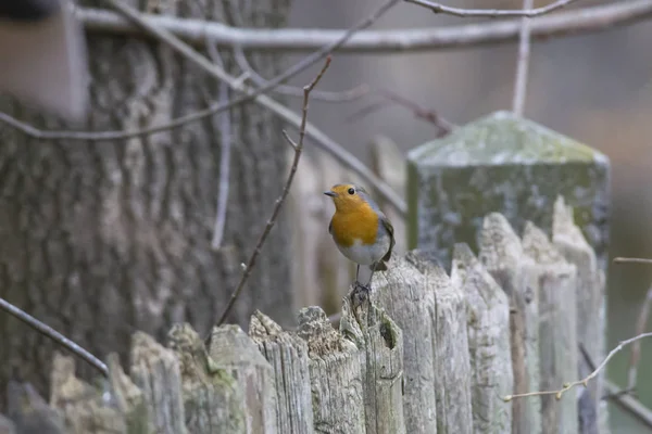 Robin Wooden Fence Selective Focus — Stock Photo, Image