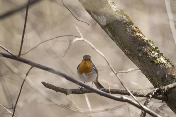 Şube Seçici Odak Robin — Stok fotoğraf