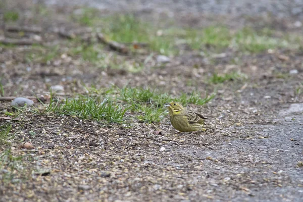 Χρυσό Επιμελητήρια Επιτόπου Τρώγοντας Birdseed Επιλεκτική Εστίαση — Φωτογραφία Αρχείου