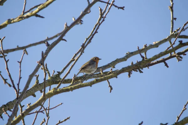 Robin Branch Selective Focus — Stock Photo, Image