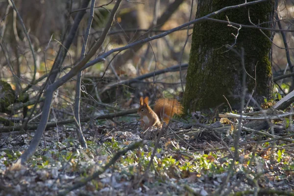 Braunhörnchen Wintermantel Auf Ast Wald — Stockfoto