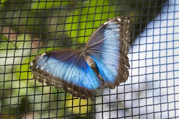 Λάμπει Purplewing Ανοιγμένα Φτερά Σχετικά Την Καθαρή Επιλεκτική Εστίαση — Φωτογραφία Αρχείου