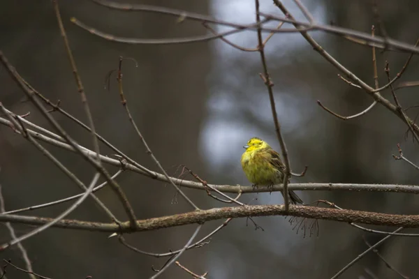 Yellowhammer Branch Tree Forest Selective Focus — Stock Photo, Image