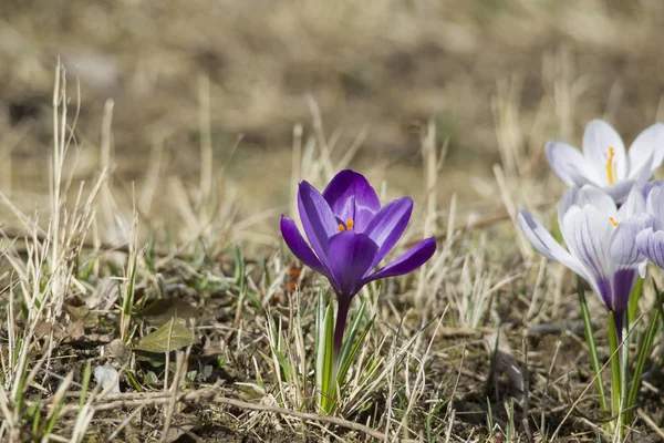 Flores Crocus Primavera Luzes Sol Foco Seletivo — Fotografia de Stock