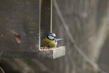 Kuş Besleyici, seçici odak, Mavi baştankara