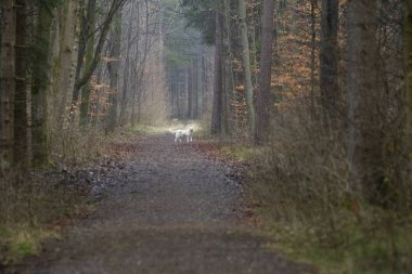 Golden Retriever ormanda yolda, seçici odak
