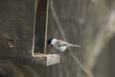 Kömür baştankara üzerinde kuş Besleyici, ön plan odaklanmak