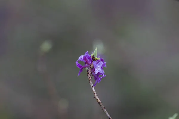 Дощові Пагони Фіолетових Квітках Дафни Вибірковий Фокус — стокове фото
