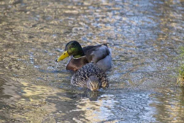 Couple Colverts Dans Eau Mise Point Sélective — Photo