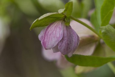 pembe Noel yakın çekim bahçede çiçeklenme gül, seçici odak