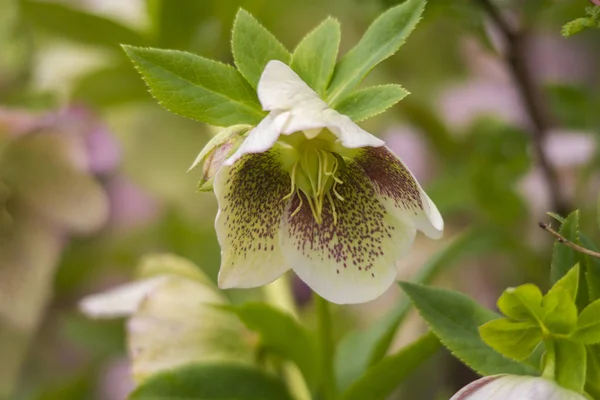 Blooming Flowers Summer Selective Focus — Stock Photo, Image