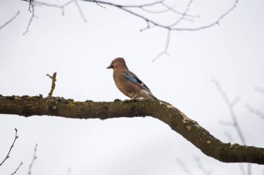 Mavi jay yosunlu dal, seçici odak