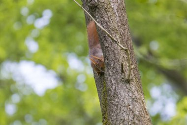 Avrupa kahverengi sincap ormanda şube üzerinde yaz ceket