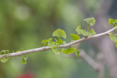 Genç ginkgo yaprakları renkli bokeh arka planının önünde