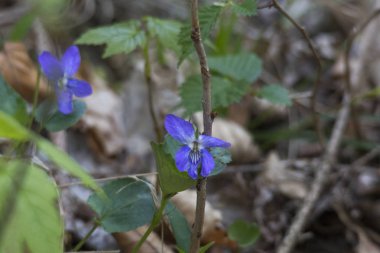 yaz aylarında çiçek açan çiçekler, seçici odak