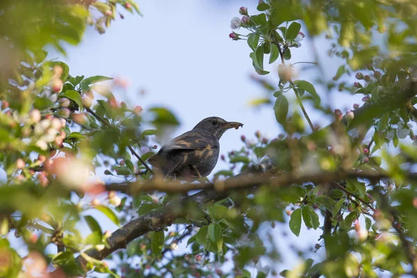 Amsel Zweig Des Blühenden Apfelbaums Selektiver Fokus — Stockfoto