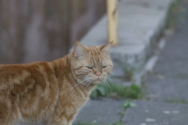 Britânico Shorthair Gato Olhando Rabugento Para Câmera — Fotografia de Stock