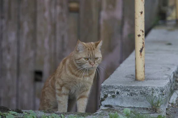 Britská Kočka Shorthair Vypadá Nevrře Kameru — Stock fotografie